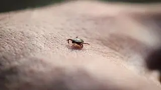 Drastyczny wzrost zachorowań na boreliozę i kleszczowe zapalenie mózgu. "Nie doceniamy niebezpieczeństwa"