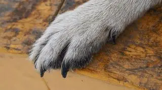 Znalazł martwego psa w worku. Trwają poszukiwania sprawcy 