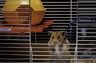 Chomik