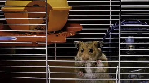 Chomik