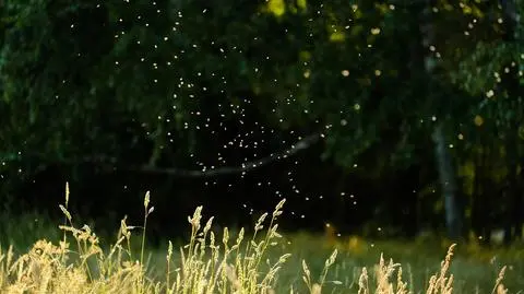 Komary atakują. Jak je odstraszyć? Te rośliny to pogromcy 