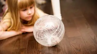 Kula dla chomika – fakty i mity dotyczące zabawki