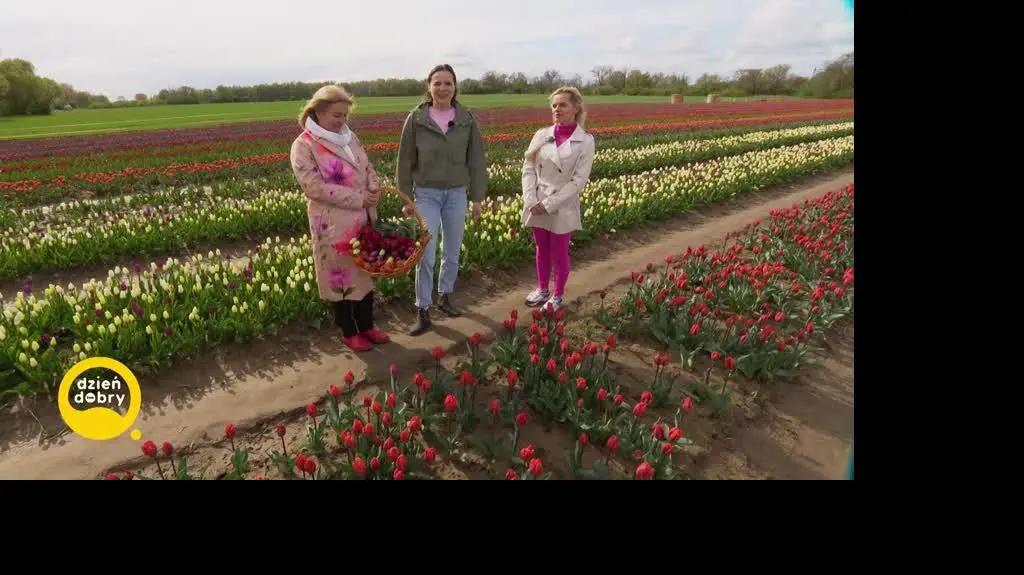 DD_20240426_Tulipany_REP