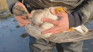 Uwaga! TVN. Rzeź gęsi na rozlewiskach dolnej Odry 