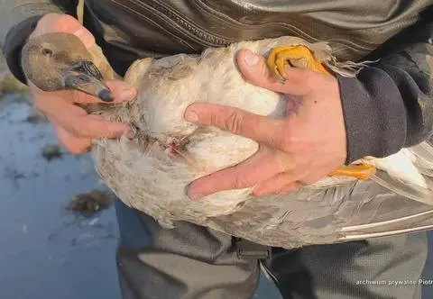 Uwaga! TVN. Rzeź gęsi na rozlewiskach dolnej Odry 
