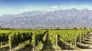 Mendoza – miasto gór i wina