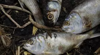 Przyczyny katastrofy ekologicznej Odry nadal są ustalane. Czym jest "złota alga"?