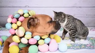 Pies i kot w Wielkanocnych ozdobach