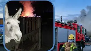 Pożar zniszczył zapasy jedzenia dla zwierząt. Potrzebna pomoc. "Są tak samo przerażone, jak i my"