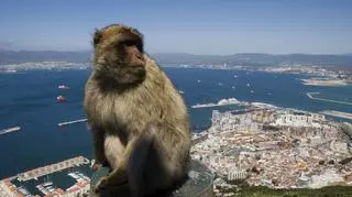 Czym są magoty gibraltarskie i jakie tereny zamieszkują?