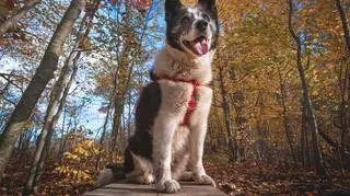 Karelski pies na niedźwiedzie – co warto wiedzieć na temat tej rasy?