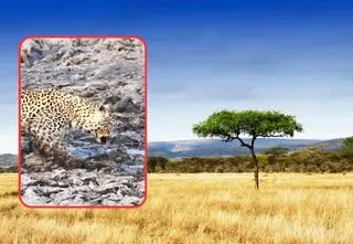 Niebywałe nagranie z safari. Całkowicie ukrył się w błocie 