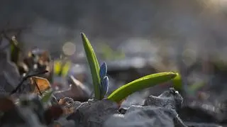 Pogoda na wtorek, 27 lutego. Tak ciepło w lutym jeszcze nie było