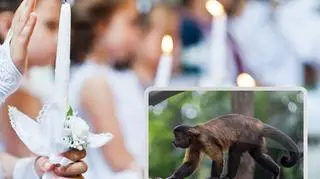 Żywa małpka na komunię. Coraz więcej dzieci marzy o takim prezencie 