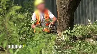 Mieszkańcy oburzeni planami wycinki ponad 1000 drzew. "Gigantomania i lenistwo projektantów"