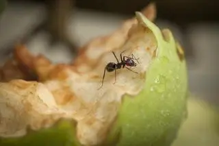 Wypróbuj te sposoby, a już więcej nie spotkasz mrówek w swoim domu