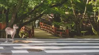 Nara, czyli pierwsza stolica Japonii – jakie atrakcje oferuje turystom miasto?