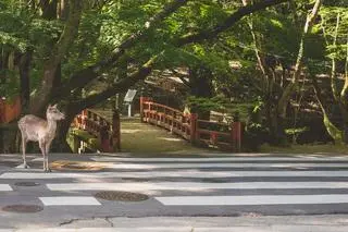 Nara, Japonia