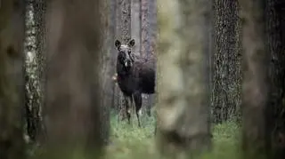 Kampinoski Park Narodowy wystosował apel do mieszkańców i spacerowiczów