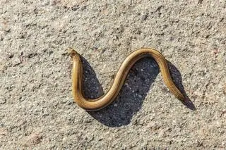 Padalec 