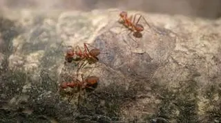 W popularnym wśród turystów regionie pojawił się gatunek inwazyjnej mrówki. Czy jest niebezpieczna? 
