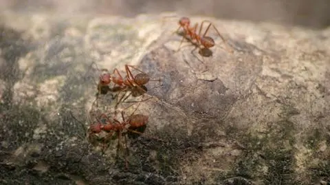 W Europie pojawiła się czerwona mrówka ognista 