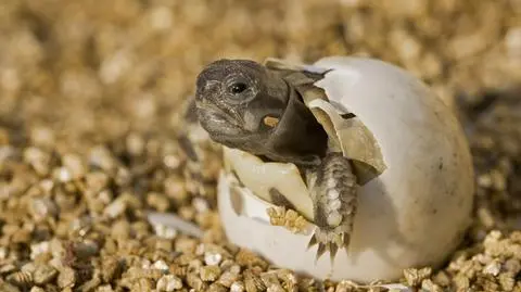 Wrocławskie zoo świętuje przyjście na świat nowych lokatorów. To przedstawiciele zagrożonego gatunku