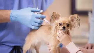 Pies podczas szczepienia
