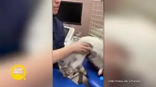 Najbardziej znany koziołek na świecie 