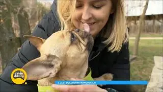 Buldog francuski 