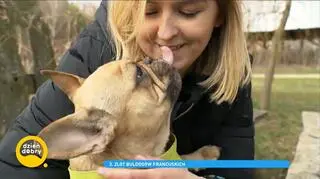 Zlot miłośników buldogów francuskich. "Uczą nas dużo pokory i dużo wyrozumiałości"