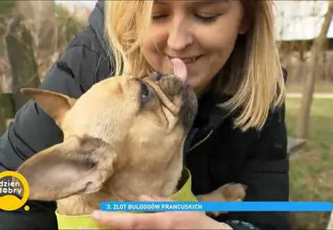 Zlot miłośników buldogów francuskich. "Uczą nas dużo pokory i dużo wyrozumiałości"