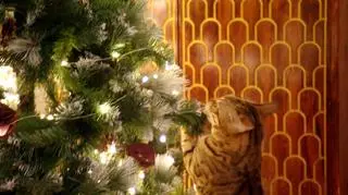 Jak chronić choinkę przed kotem? 