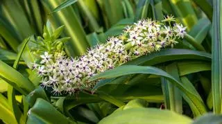 Eukomis, czyli lilia grzywiasta – sadzenie, uprawa i popularne gatunki