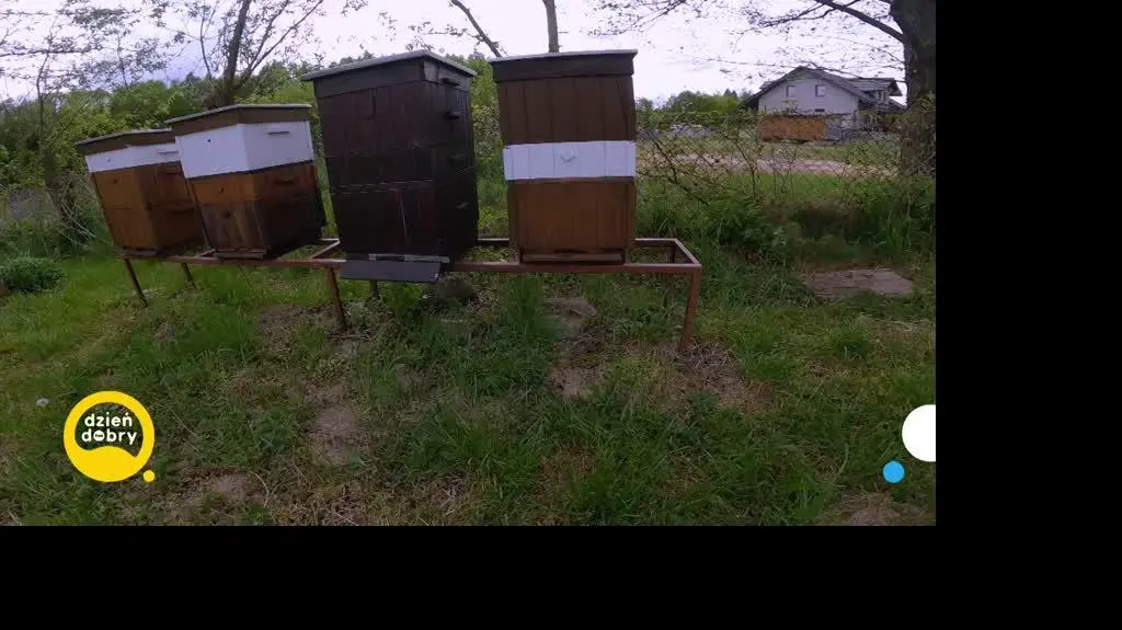 DD_20230615_Pszczoly_rep_REP