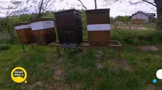 Pszczelara