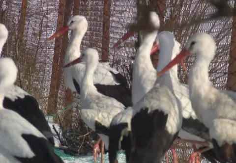 Opieka nad bocianami zimą. Do kogo się zgłosić?
