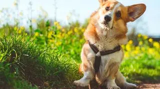 Welsh corgi cardigan, uwielbiane przez królową Elżbietę. Poznaj lepiej tę uroczą rasę psa