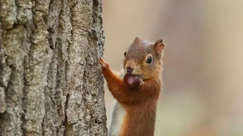 Jak dokarmiać wiewiórki zimą? Jakie orzechy jedzą?