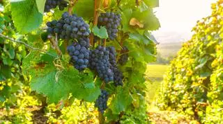 Szkodniki i choroby winorośli – jak pielęgnować winogrona, aby zminimalizować ryzyko ich wystąpienia?