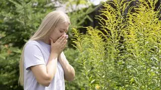 Co pyli w sierpniu? Zarodniki tych roślin mogą powodować problemy dla alergików