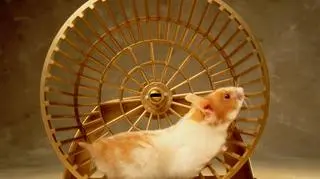 Jaki kołowrotek dla chomika wybrać – tradycyjny czy otwarty?