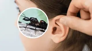 Dziewczynka miała w uchu tysiąc mrówek. Lekarze byli bezradni
