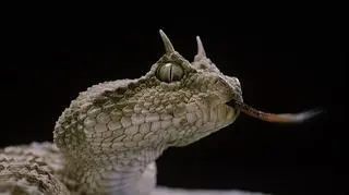 Jak sennik opisuje żmiję? Czy sen o żmijach to zawsze zły omen?