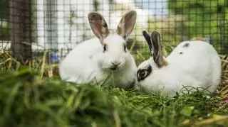 Króliki hodowlane – hodowla królików mięsnych i królików miniaturek jako towarzyszy człowieka