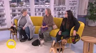 Mona, Mila i Kejter szukają domu 