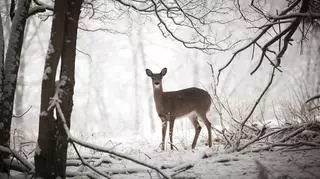 Co je sarna? Dokarmianie dzikich zwierząt leśnych zimą