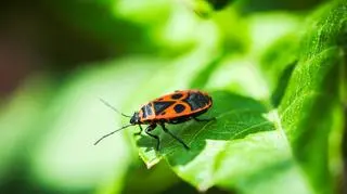 Te owady budzą odrazę, a są cennymi "sąsiadami". Czy są pożyteczne?