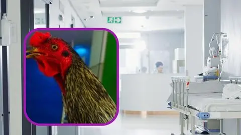Boliwia. Kogut Martin od 8 lat przychodzi pod szpital. Czeka na zmarłego pana 