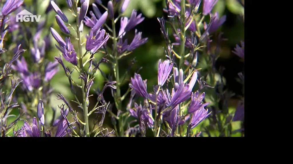 240424_HGTV_NMWO_Byliny